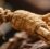 Ginseng