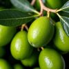 olive
