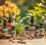 homeopathy for sexual weakness