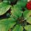Ginseng Q এর উপকারিতা ও ব্যবহার