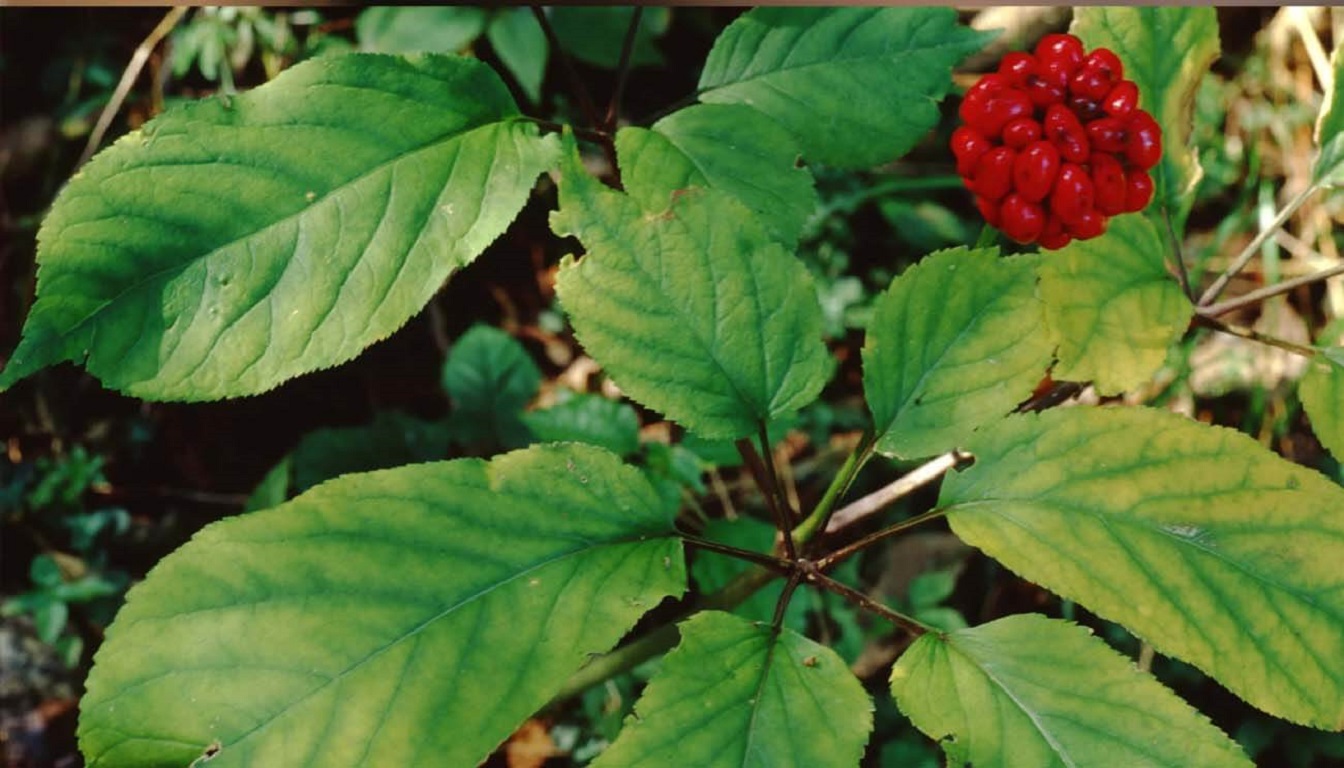 Ginseng Q এর উপকারিতা ও ব্যবহার